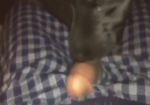 Dog is going to lick dick after a casual seduction