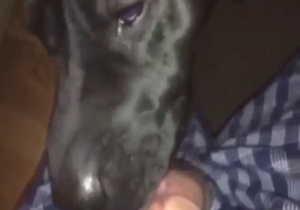 Dog is going to lick dick after a casual seduction
