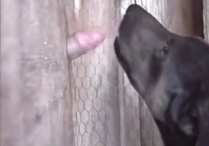 Dog is casually licking that gloryhole-like dong