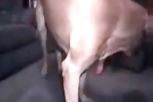 animal sex free pics download porn videos