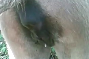 bestiality photo