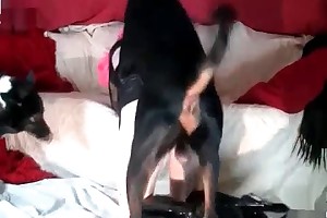 guy and animals sex free porn