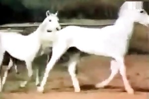 animallsex porn movies