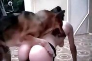 Dog Porn Tube