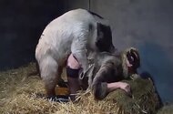 Fucking bestiality tube