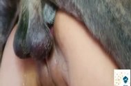 Zoo Porn Co